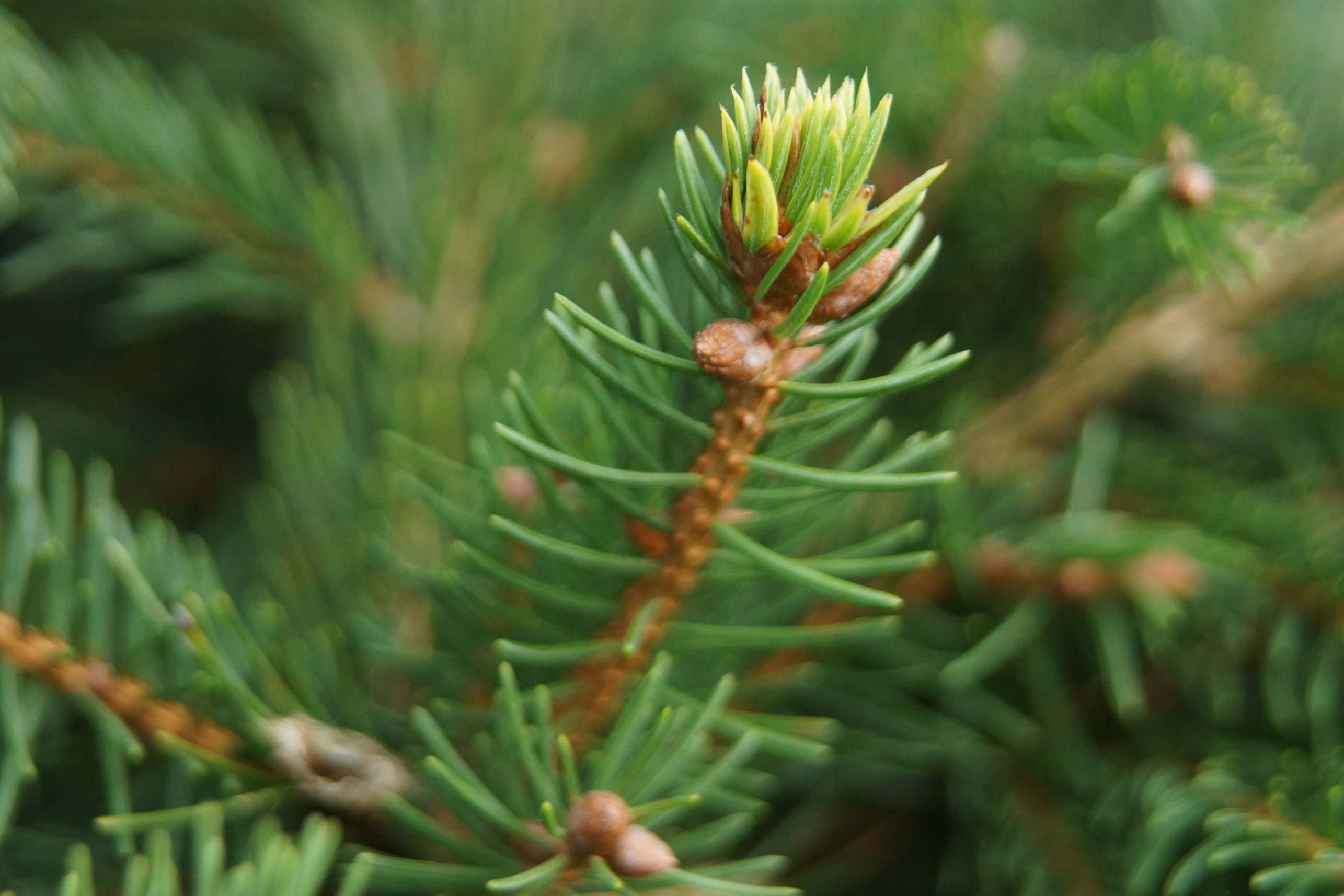 Nordmann Fir