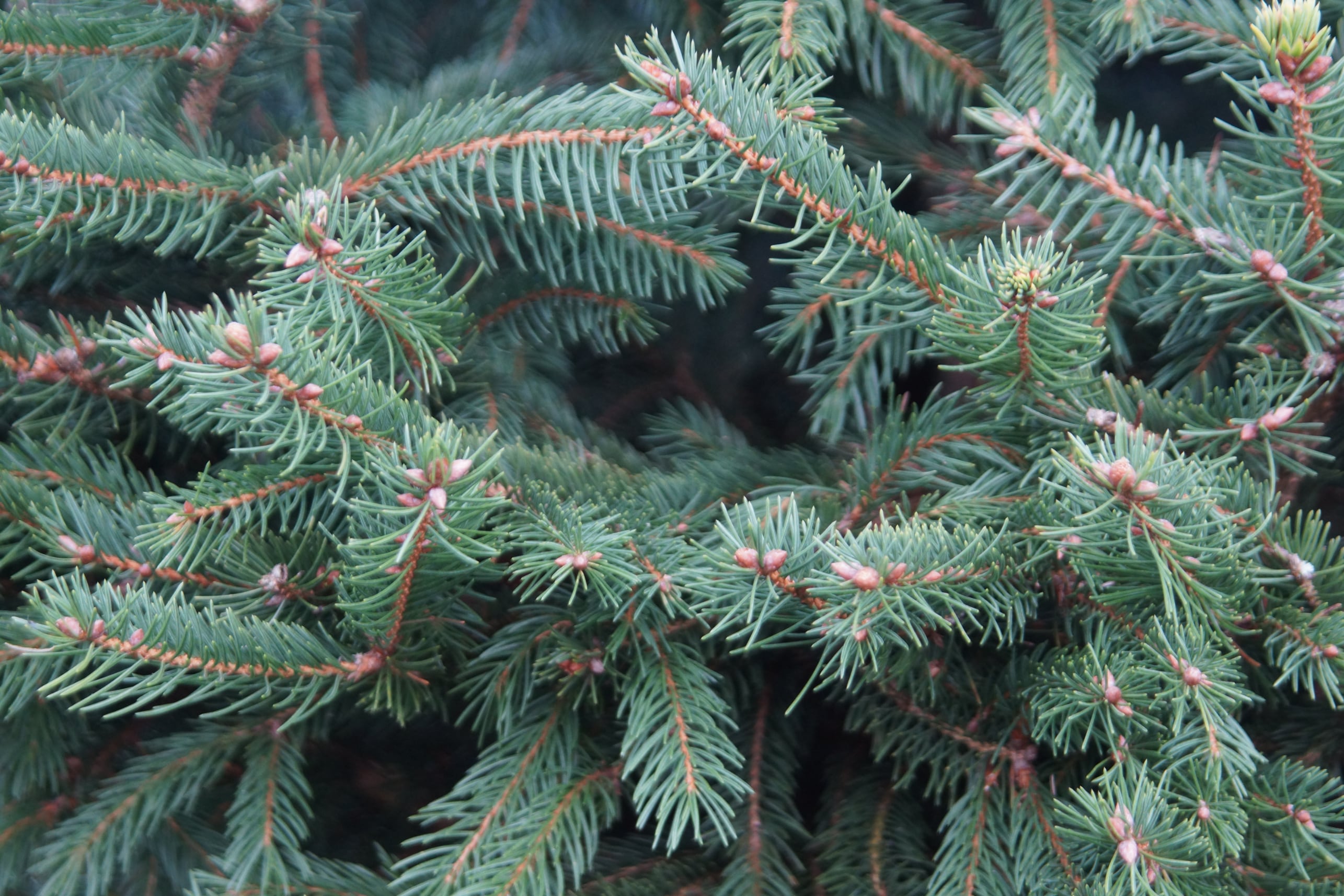 Norway Spruce