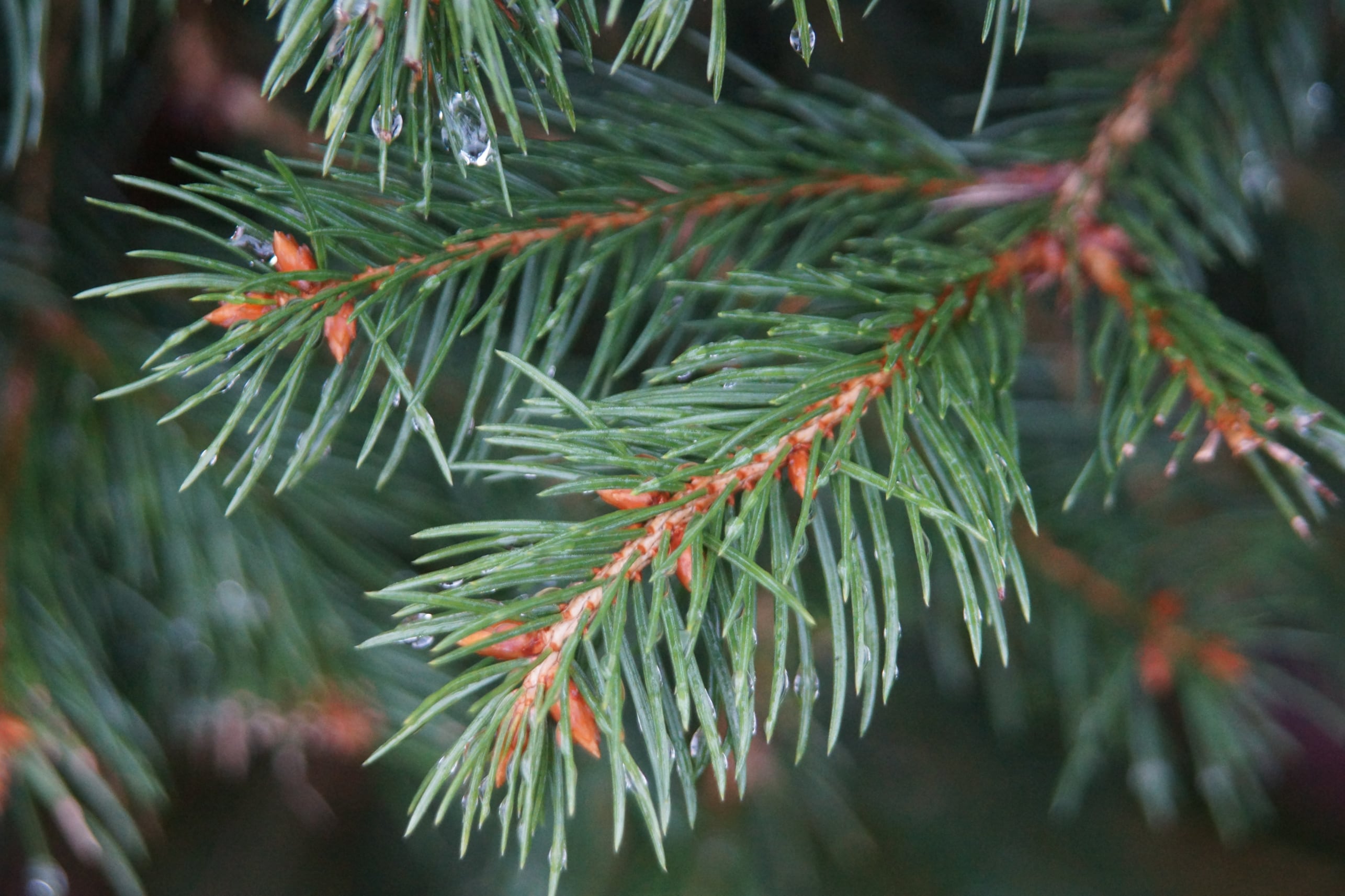 Norway Spruce