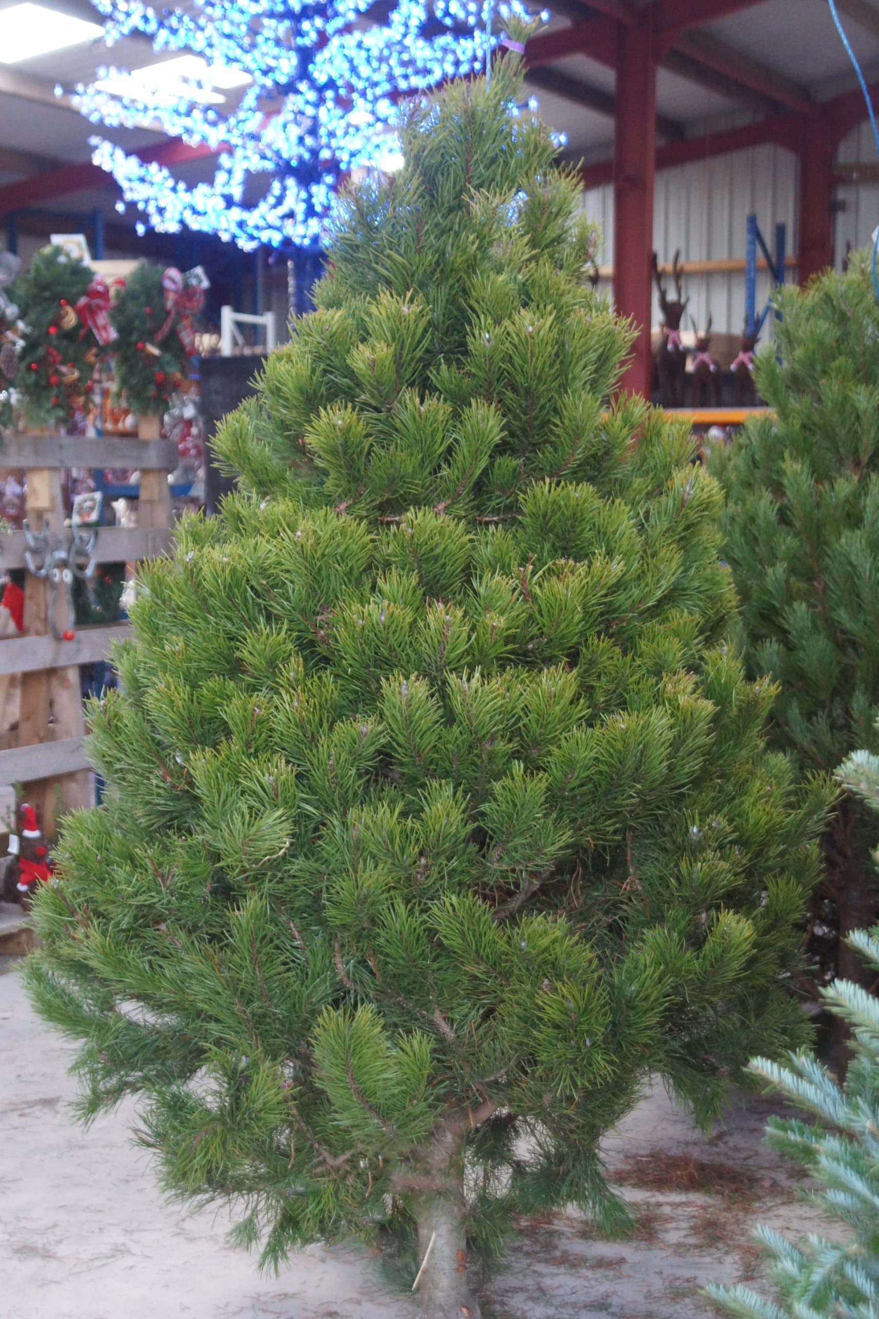 Scot's Pine