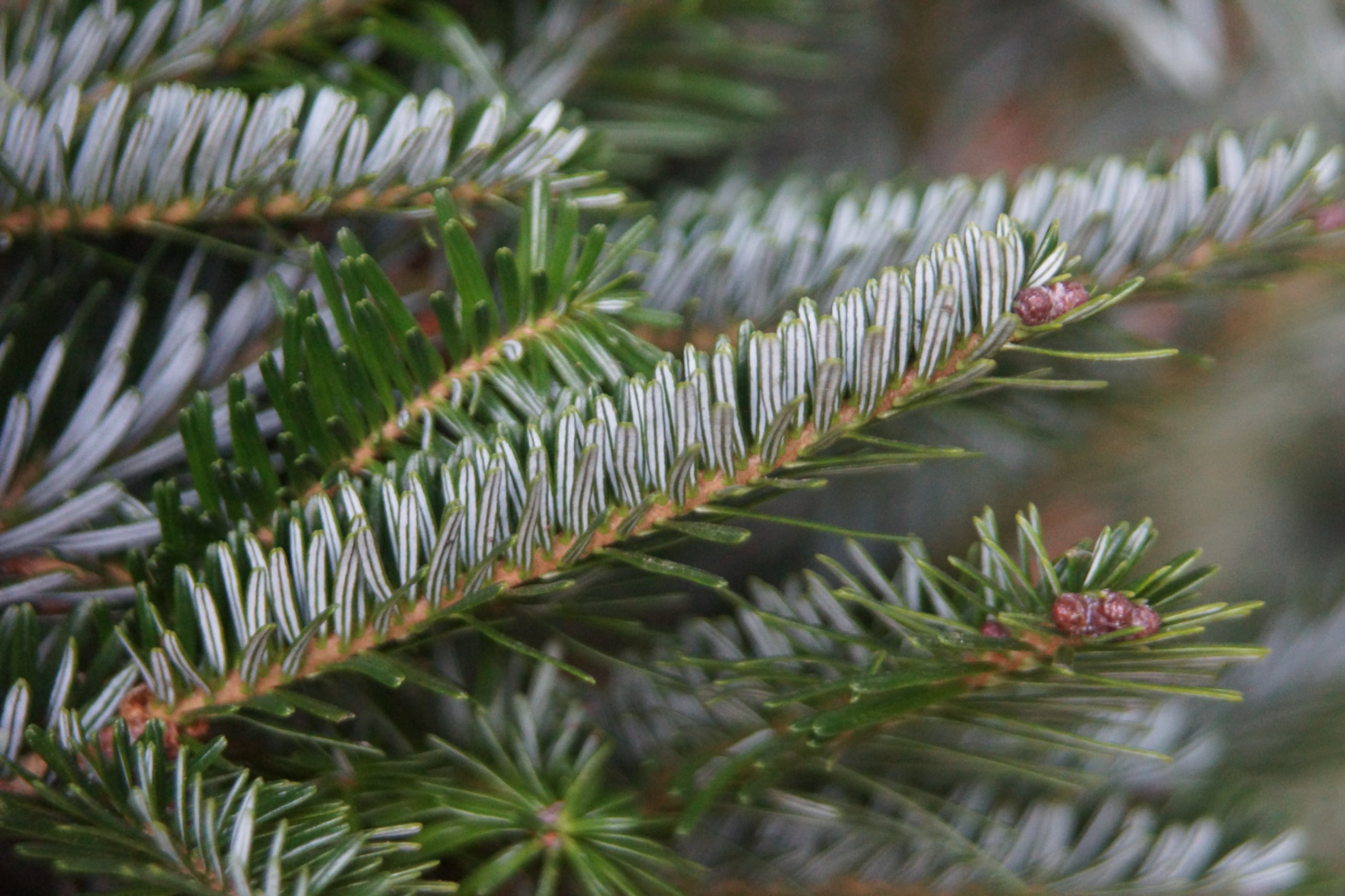 Fraser Fir