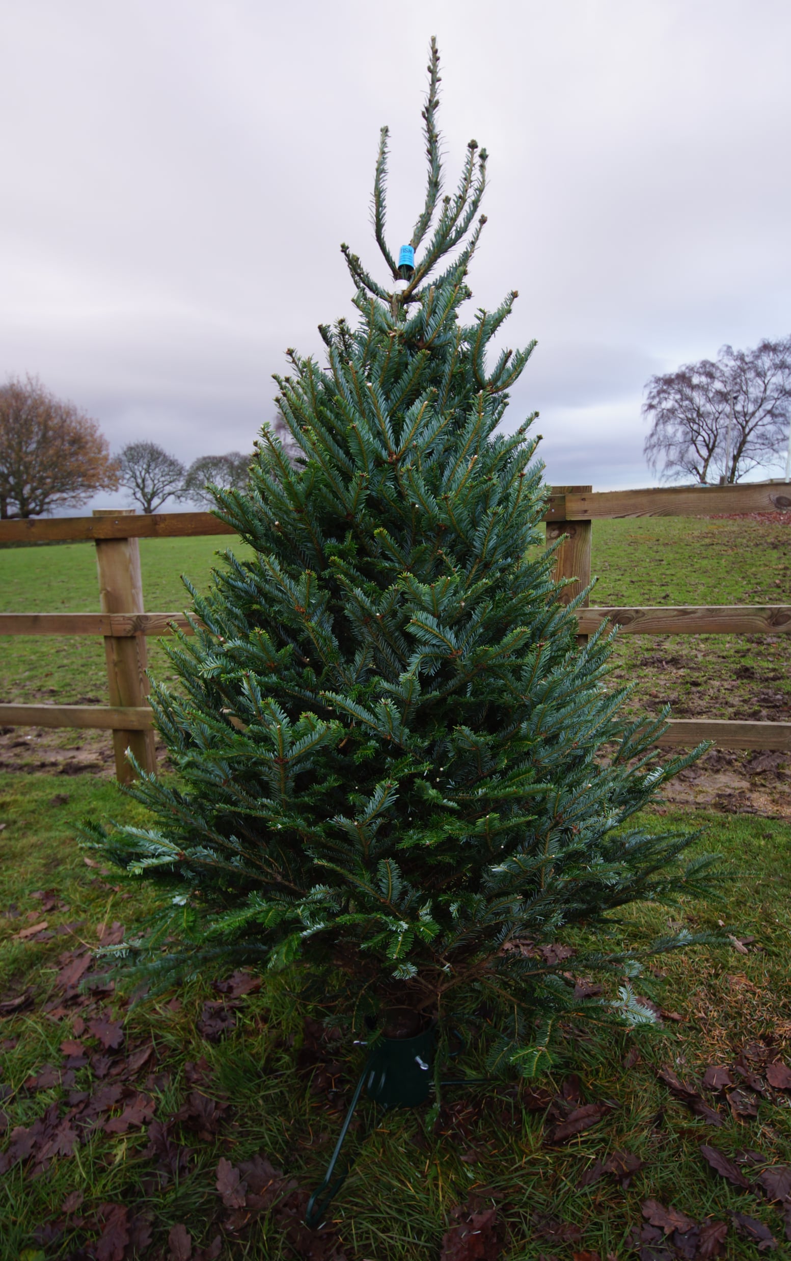 Fraser Fir