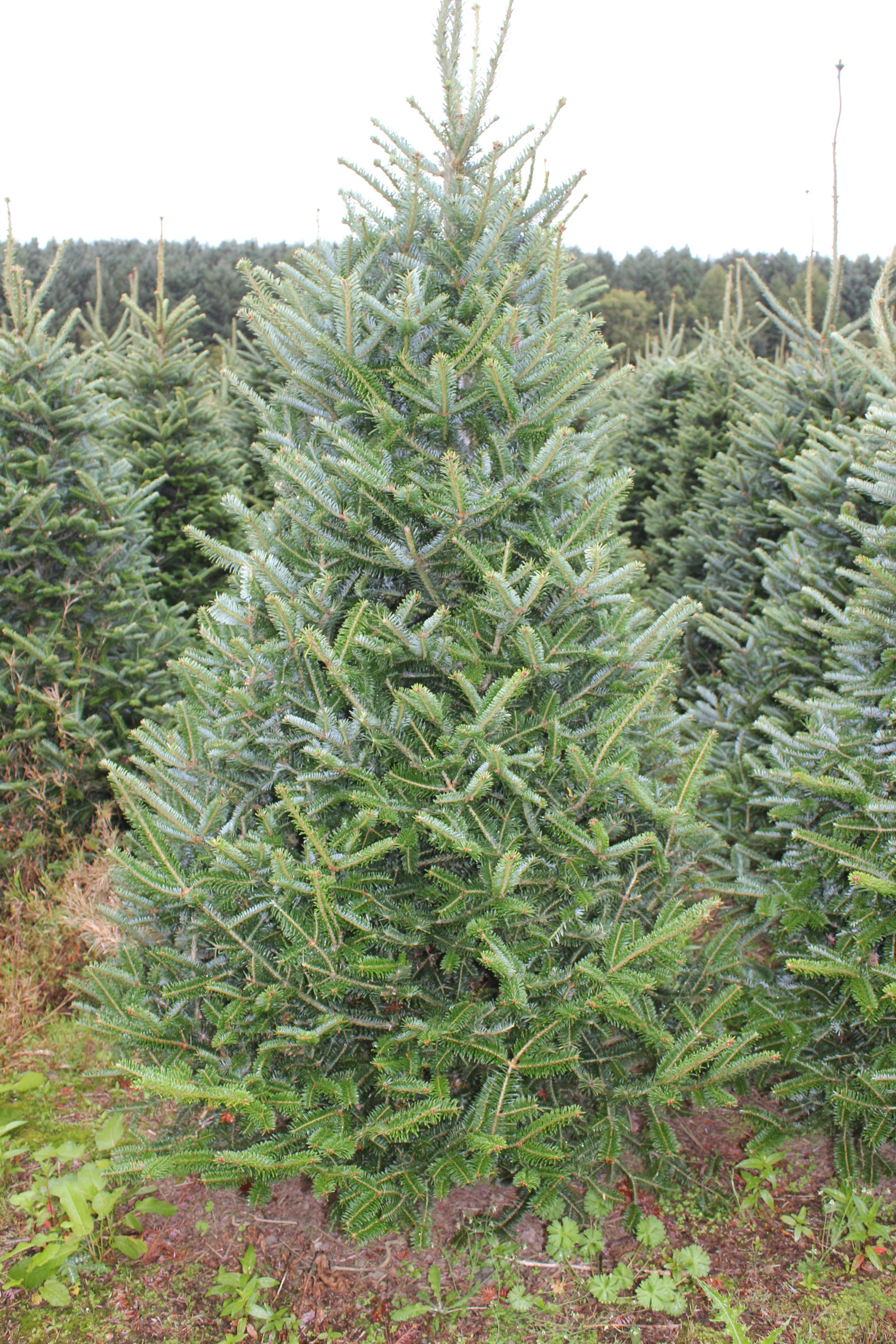 Fraser Fir