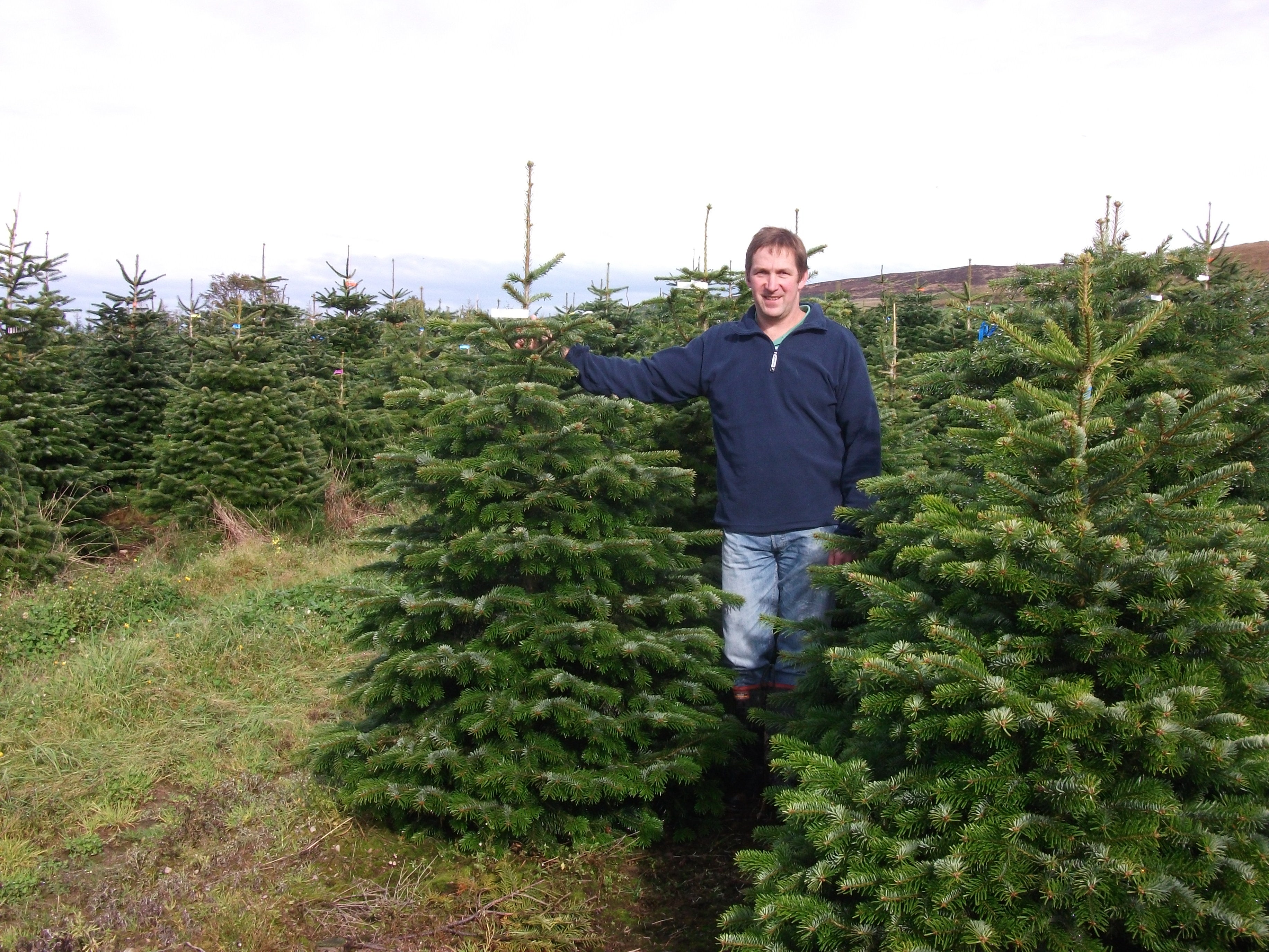 Nordmann Fir