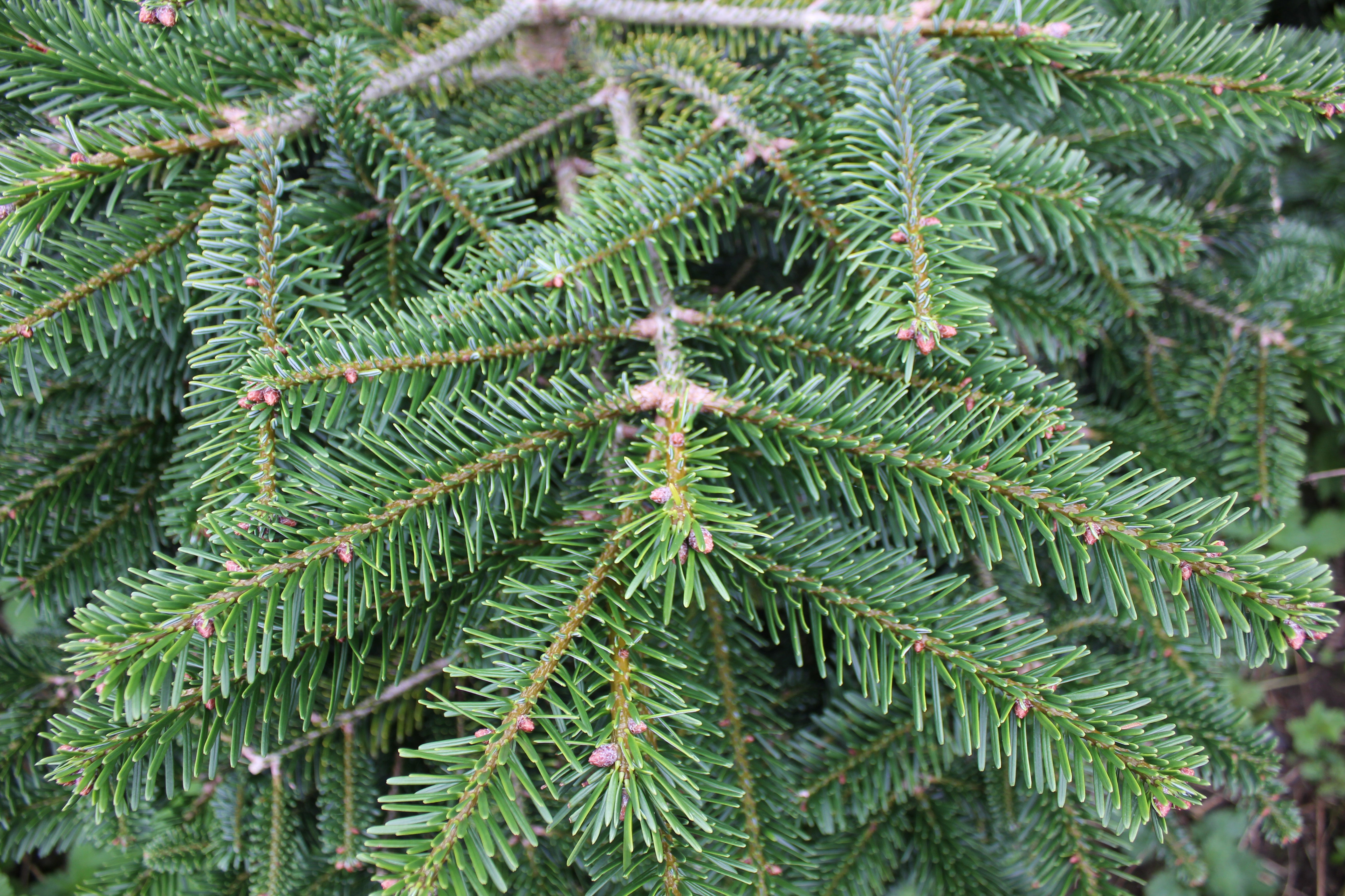 Nordmann Fir