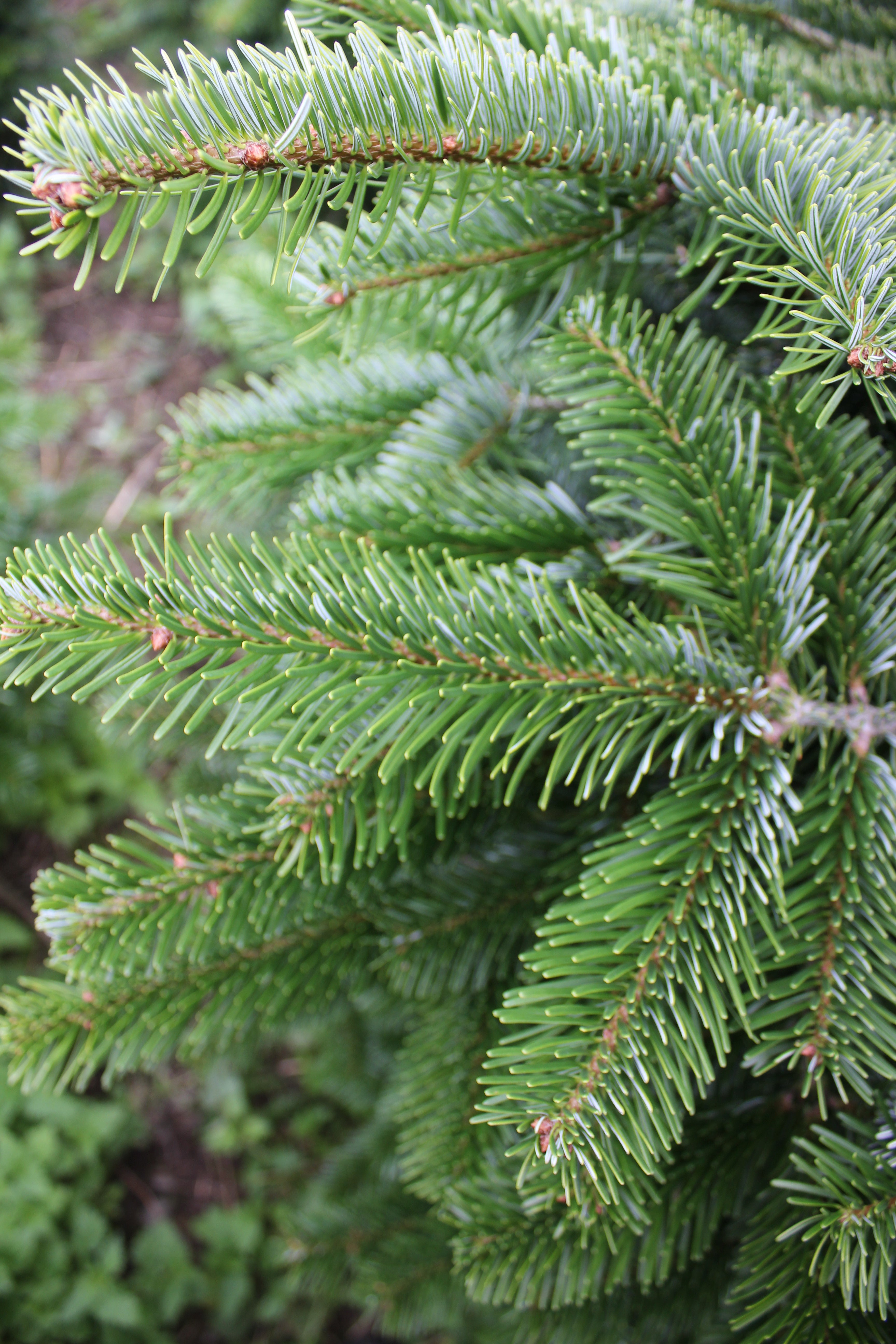 Nordmann Fir