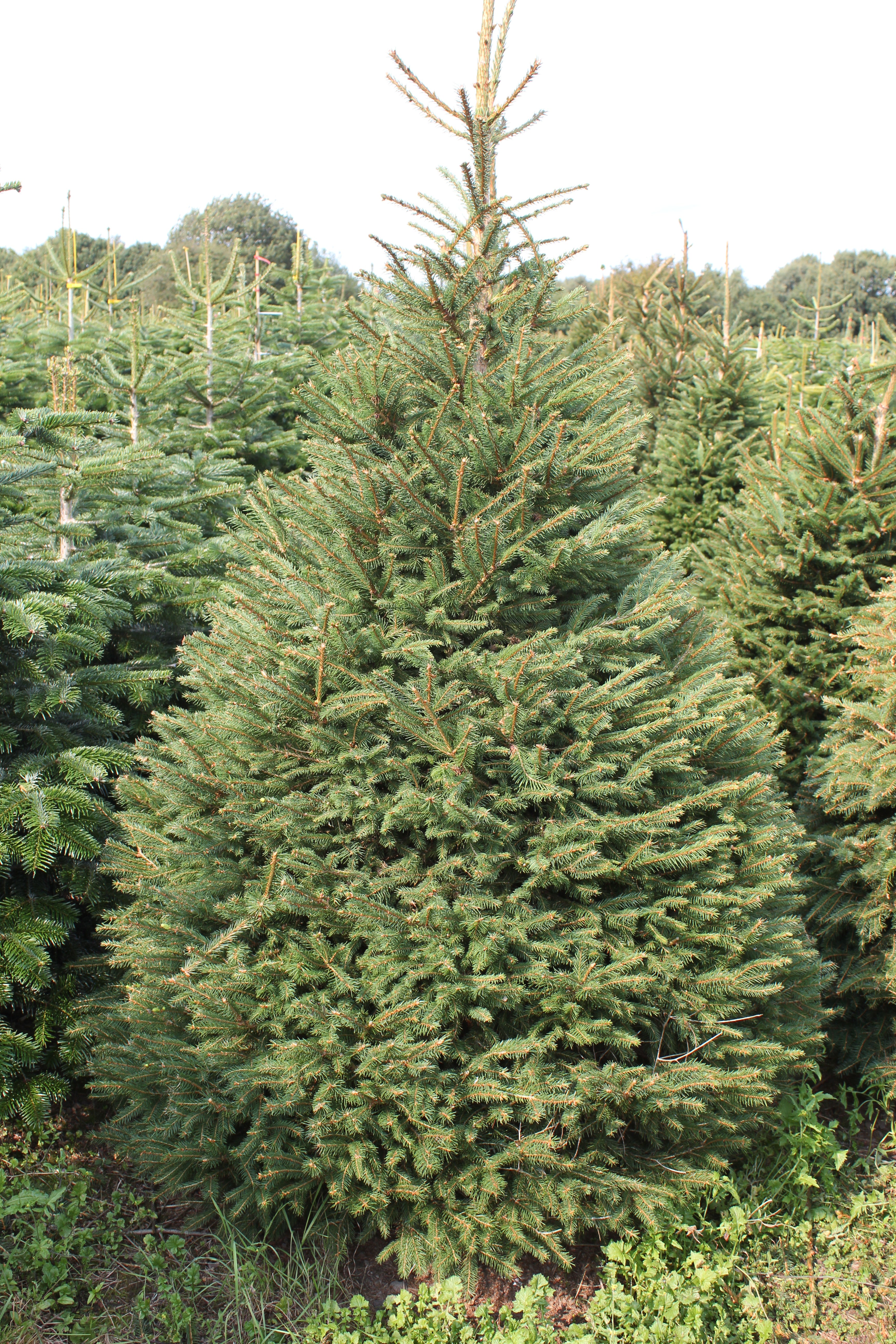 Norway Spruce