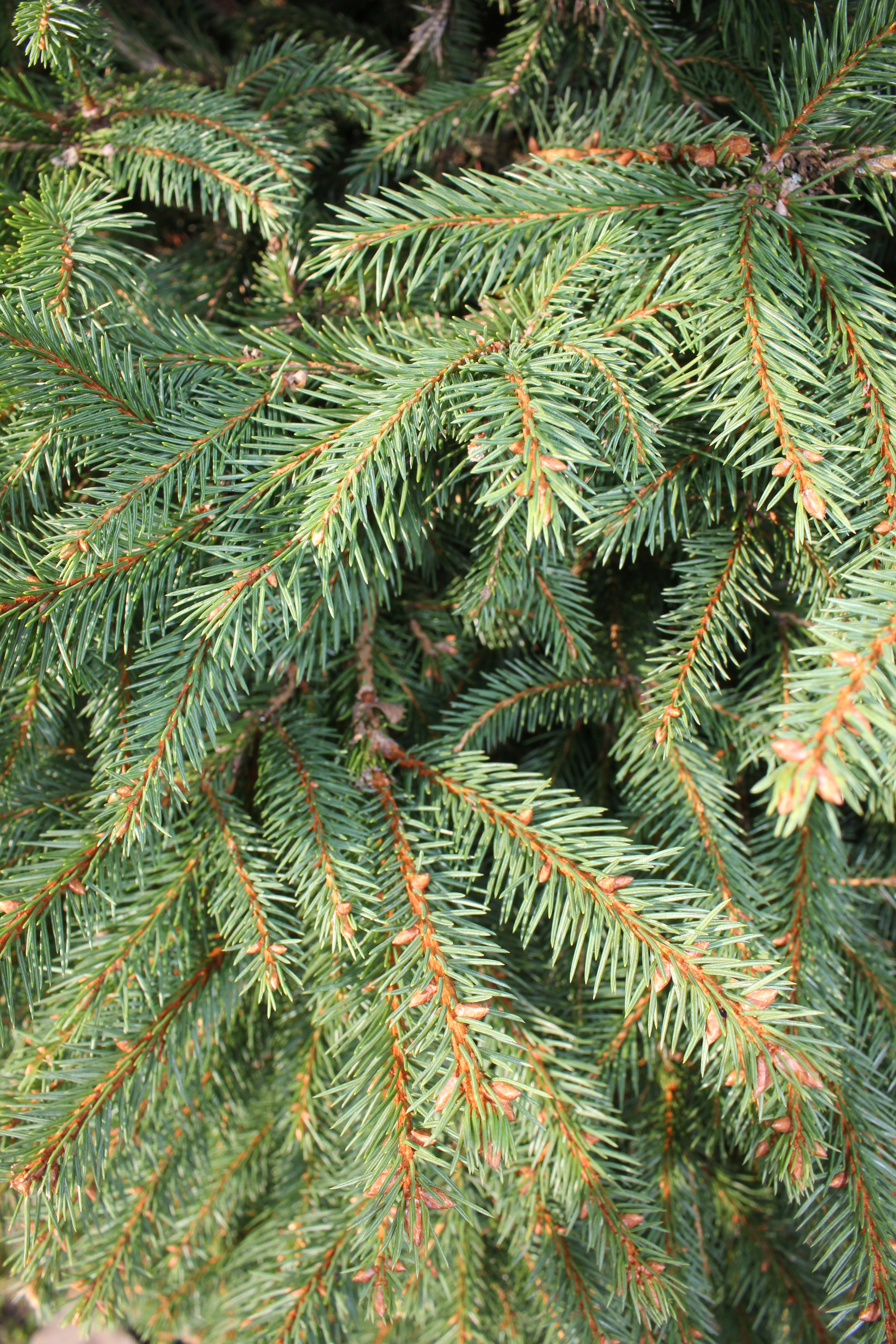 Norway Spruce