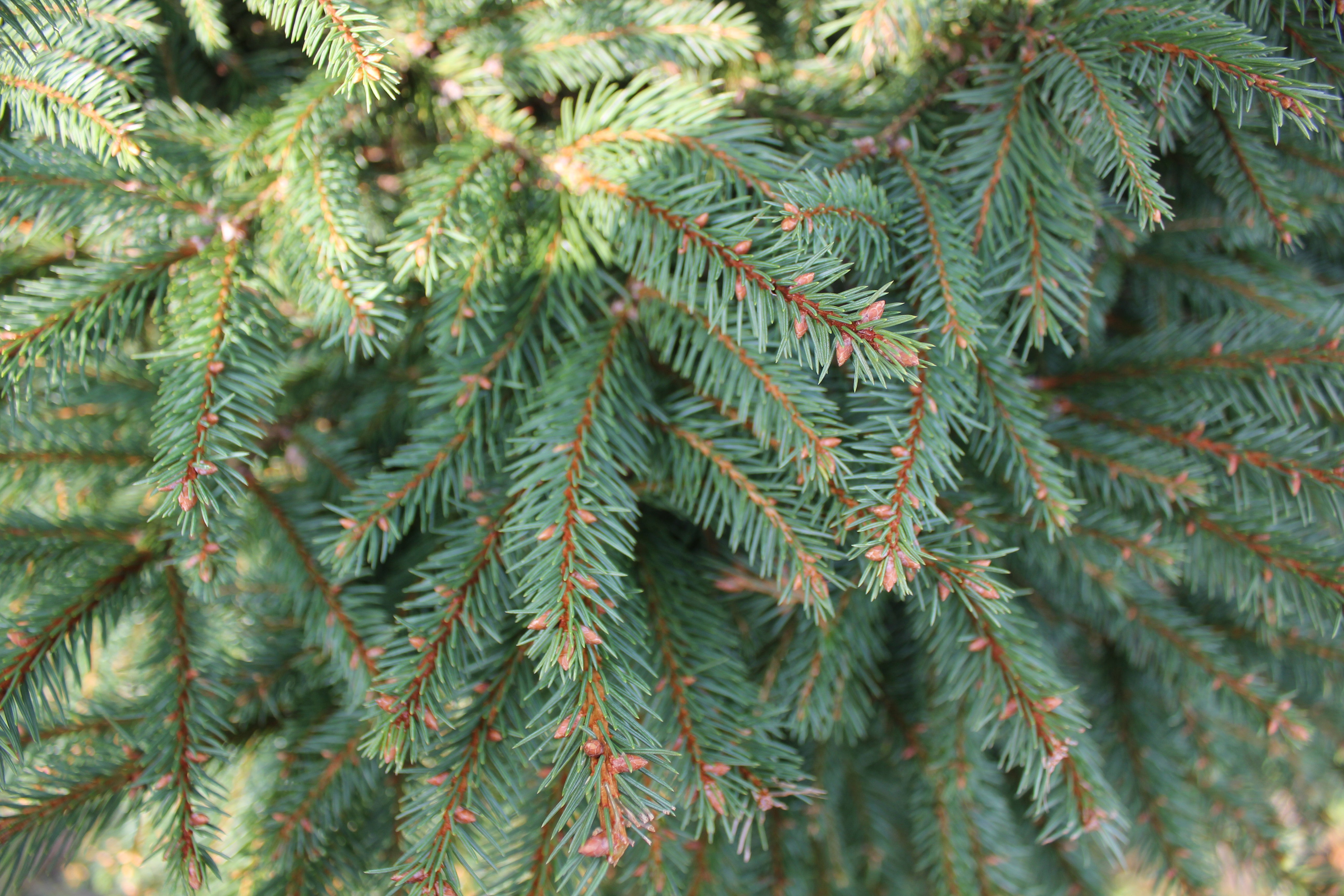 Norway Spruce