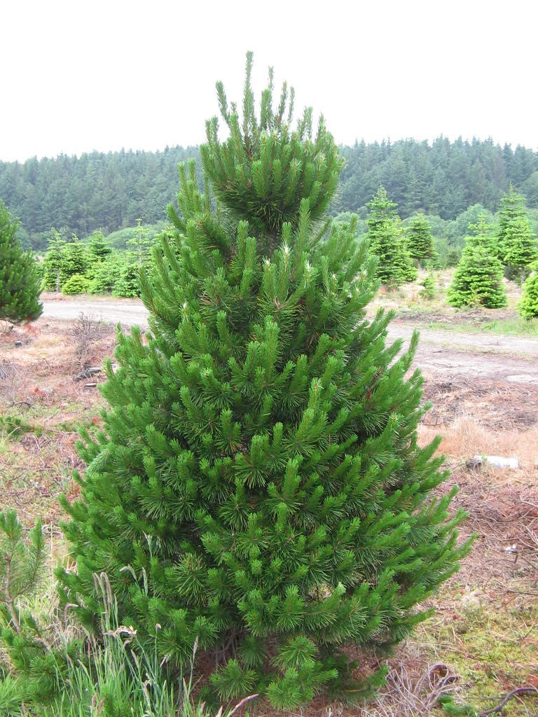 Scot's Pine