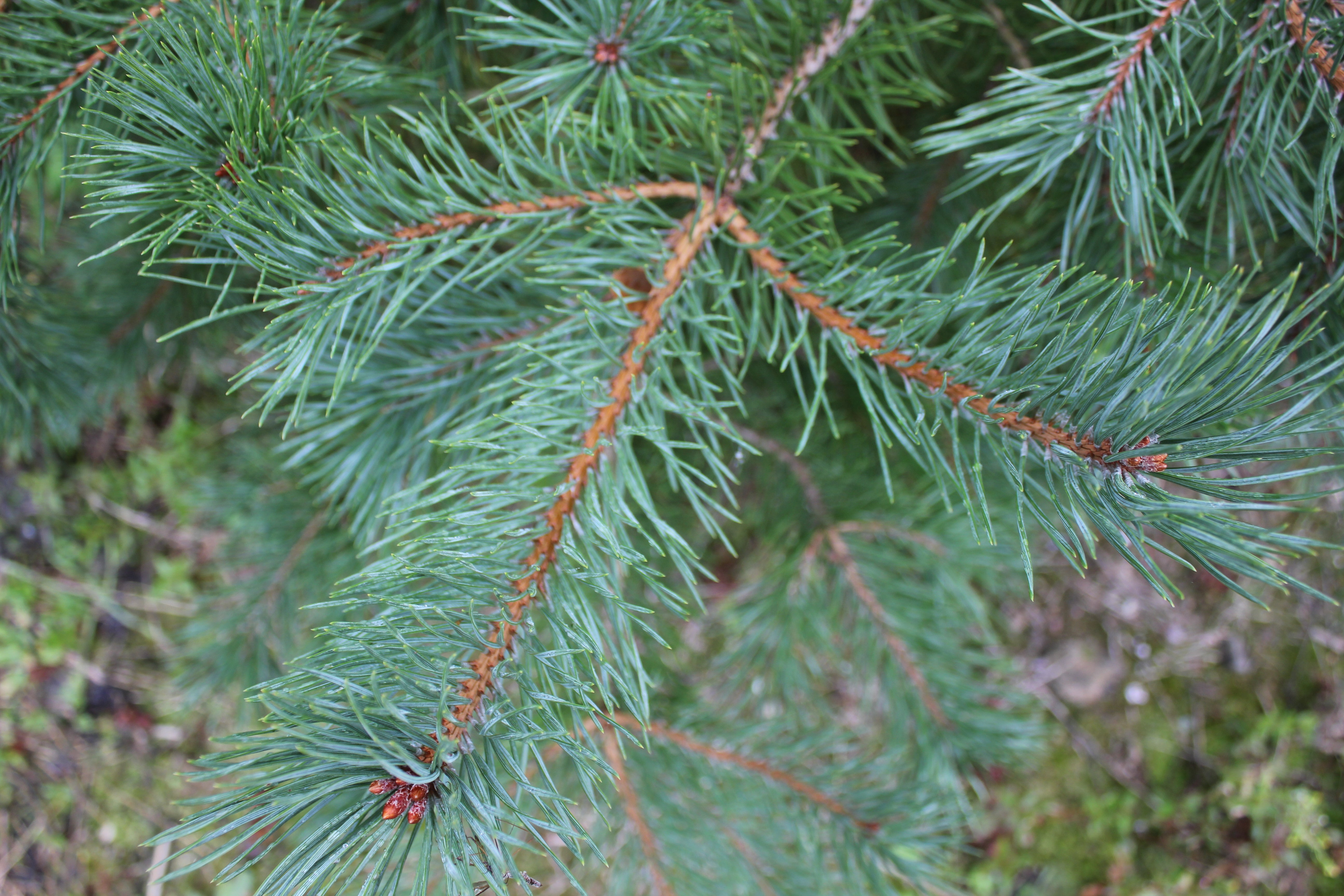 Scot's Pine