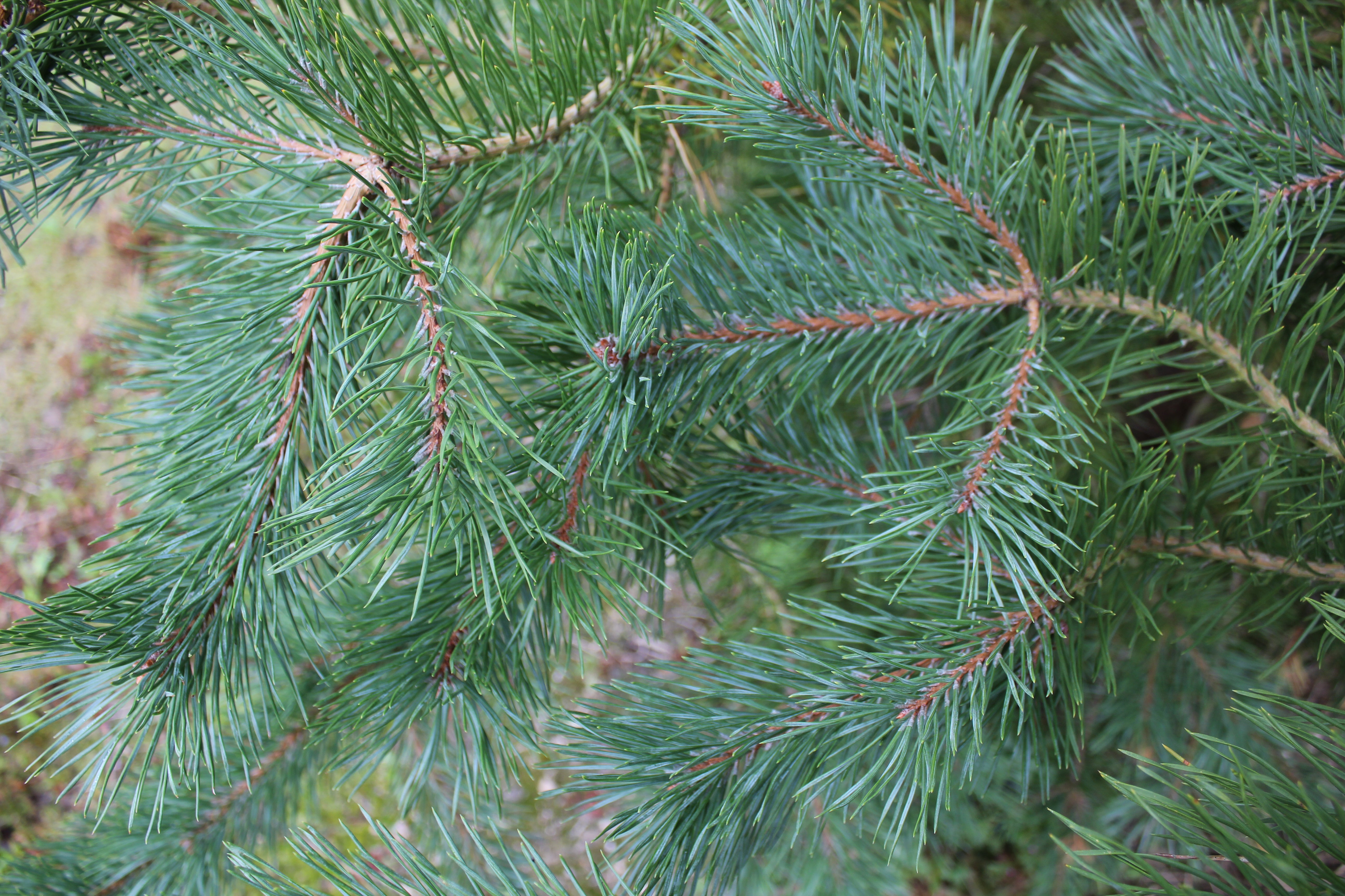 Scot's Pine