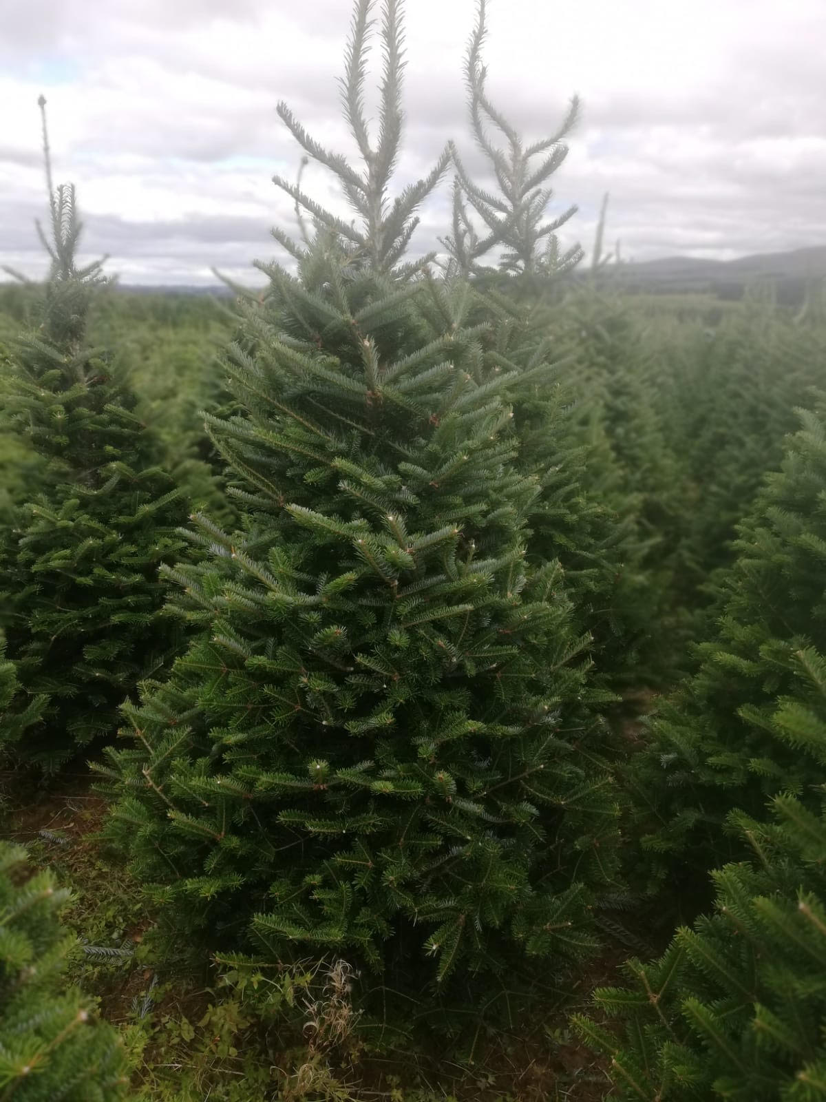Fraser Fir